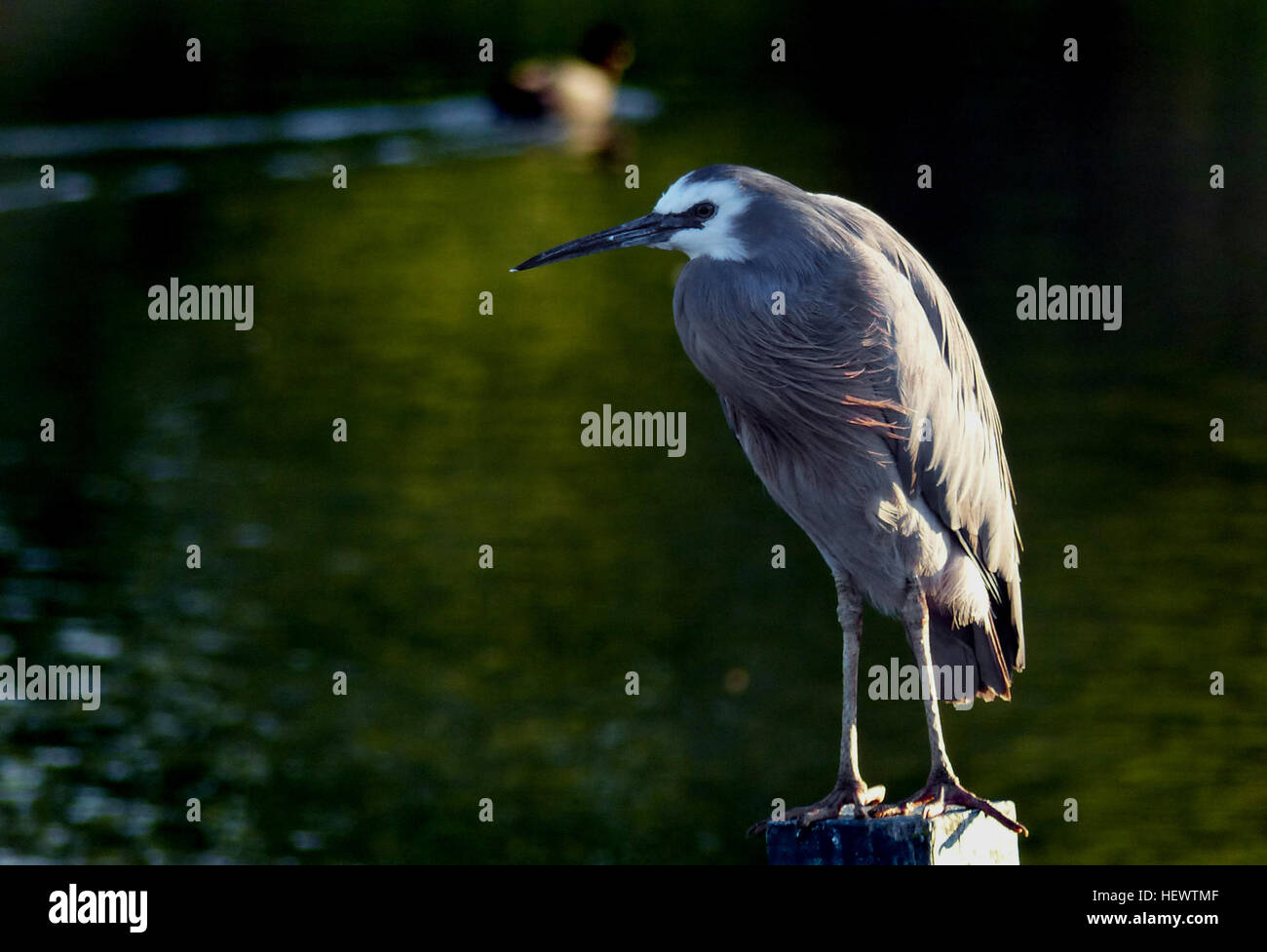 Il bianco-di fronte heron è la Nuova Zelanda è più comuni aironi cenerino, pur essendo relativamente nuovo arrivo in questo paese. Si tratta di un alto, elegante colore grigio-blu uccello che può essere visto stalking la sua preda in quasi ogni tipo di habitat acquatici, compresi i pascoli umidi e campi da gioco. Perché si occupa uno spazio condiviso anche con persone di solito è bene abituare alla loro presenza, e può consentire di chiudere approccio. Foto Stock