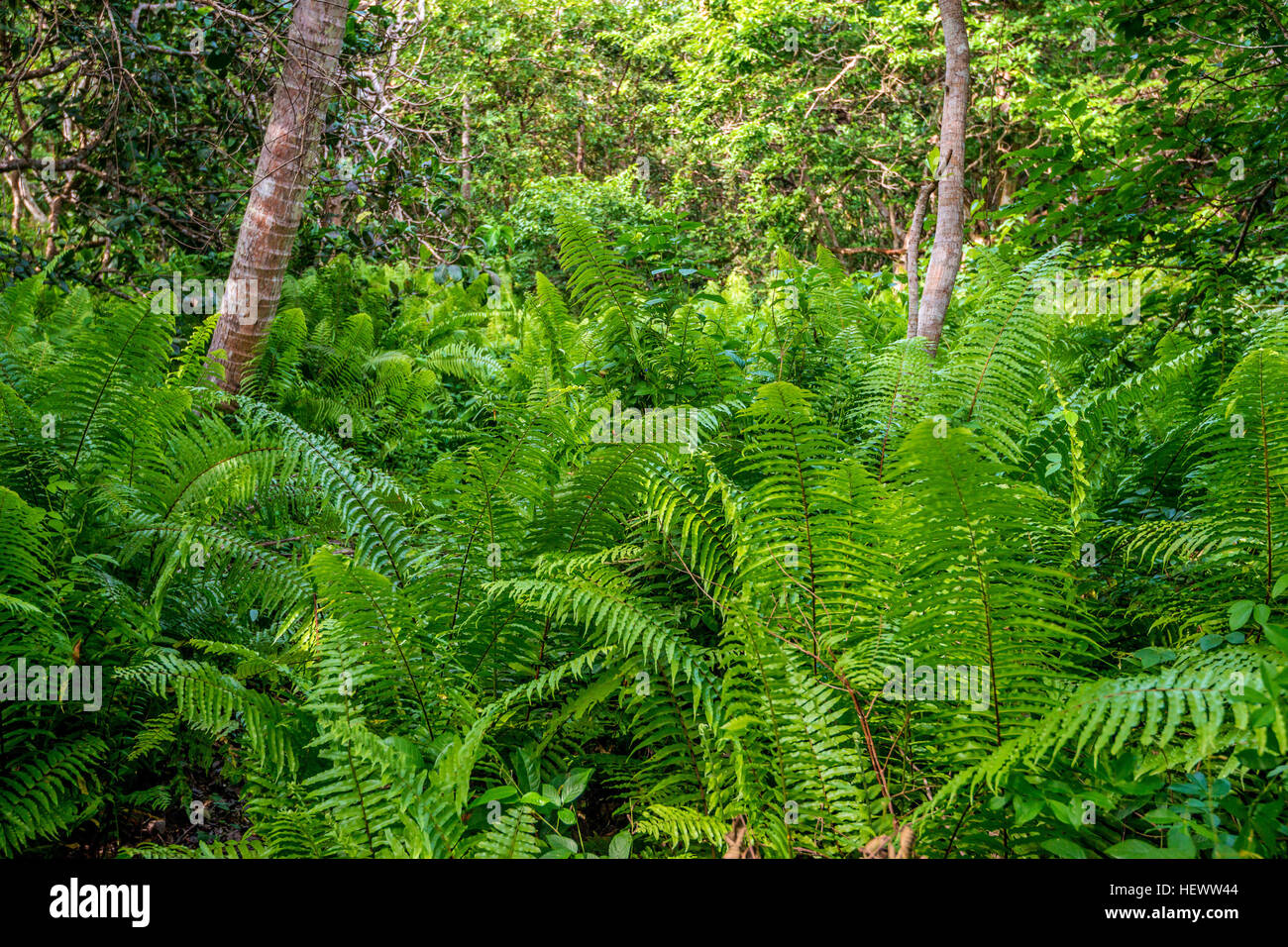 Vista panoramica della splendida giungla africana con lussureggiante fogliame Foto Stock