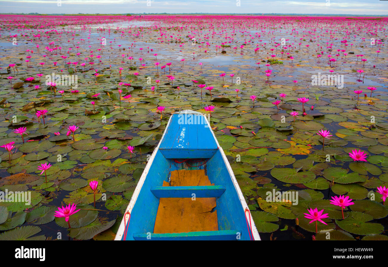 Red Lotus mare lago, Foto Stock