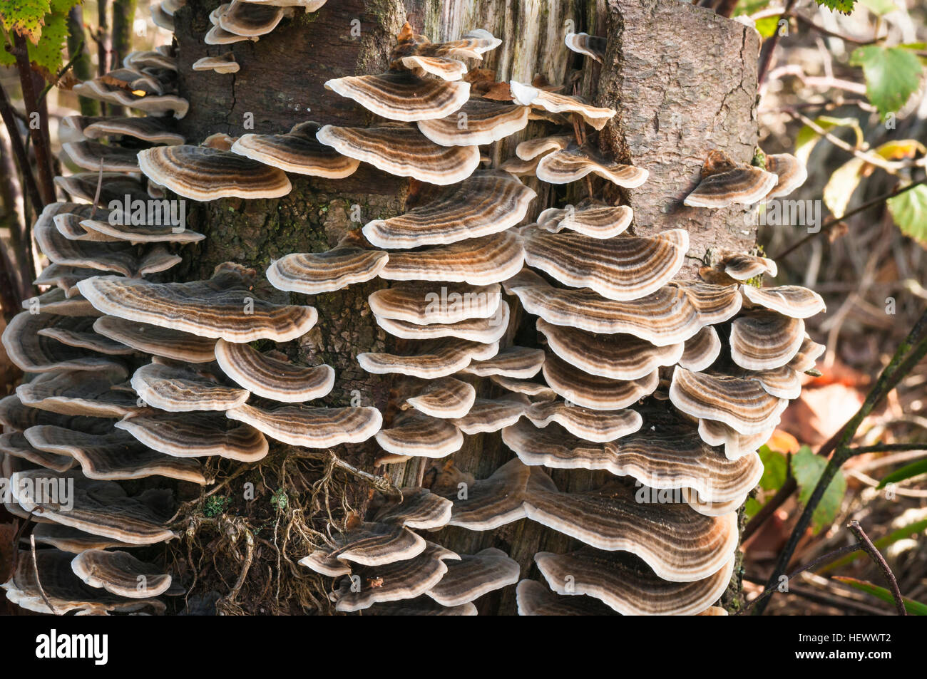 Many-Zoned staffa polypore funghi che crescono su un tronco di albero Foto Stock