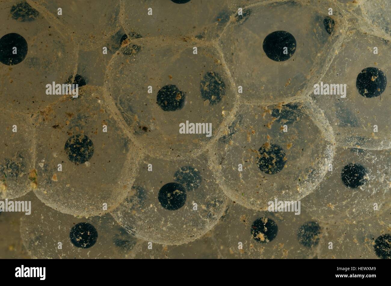 Rana comune (Rana temporaria) raggruppamenti di uova - embrioni dopo 3 giorni Foto Stock