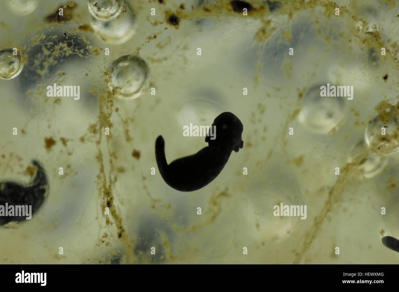 Rana comune (Rana temporaria) raggruppamenti di uova - embrioni dopo 14 giorni Foto Stock