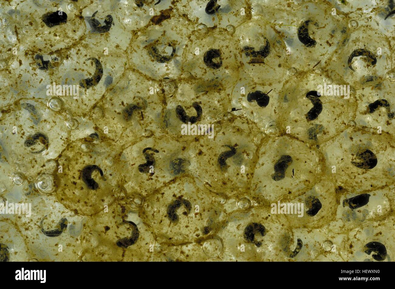 Rana comune (Rana temporaria) raggruppamenti di uova - embrioni dopo 14 giorni Foto Stock