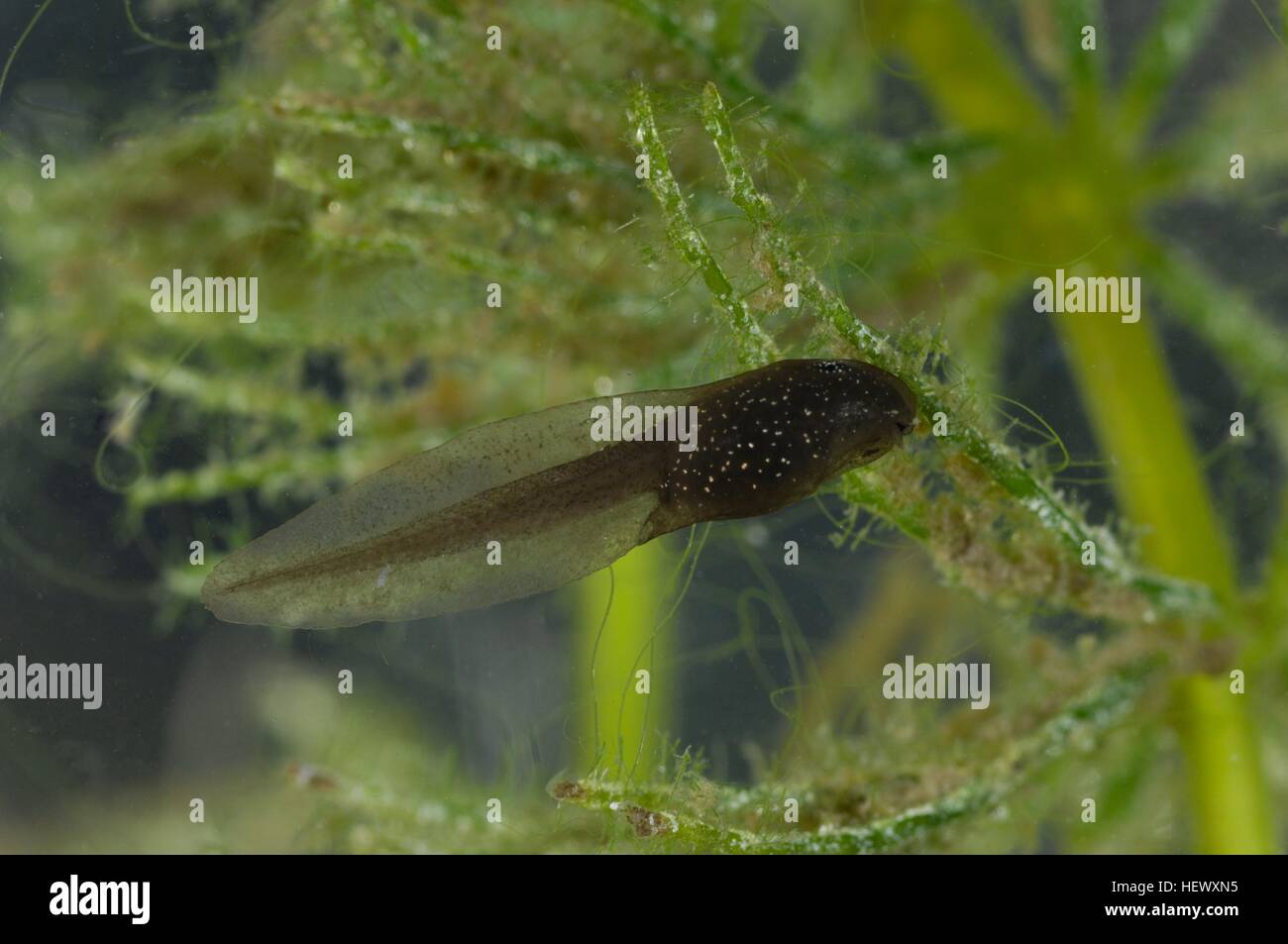 Rana comune (Rana temporaria) girino alimentazione su piante acquatiche Foto Stock
