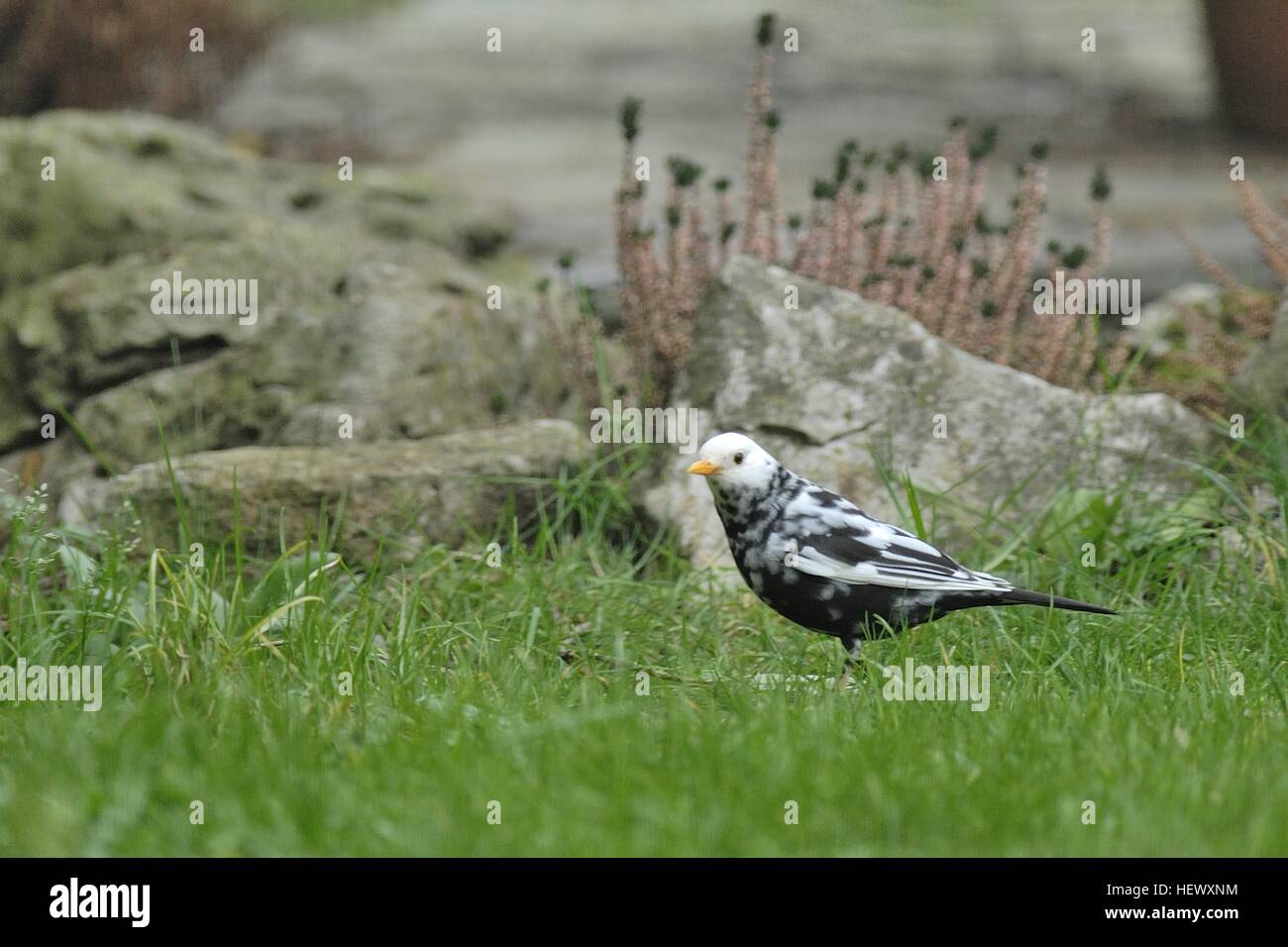 Eurasian Blackbird - comune Blackbird (Turdus merula) maschio leucistico foraging in un giardino della città Bruxelles - Belgio Foto Stock