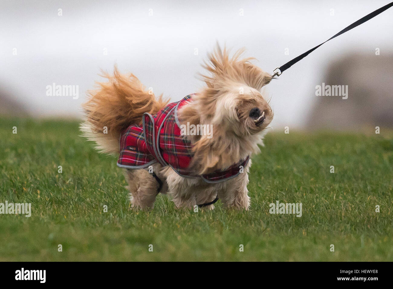 Un cane passeggiate in condizioni di vento forte in Porthcawl, nel Galles del Sud durante la tempesta Barbara. Un avviso meteo per tutto il Galles è stato rilasciato per il mezzogiorno con forti venti e piogge previsto. PIC Matteo Horwood Foto Stock
