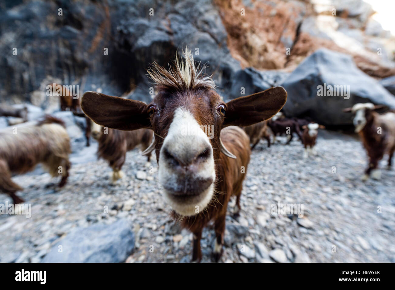 Una mandria di caprini domestici vengono a bere in un fiume in un deserto gorge. Foto Stock