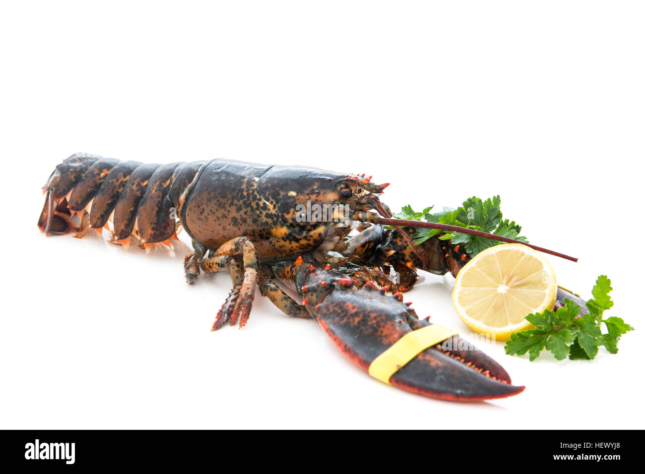 Molto buone e fresche astice , homarus gammarus, della costa atlantica isolato con sfondo bianco Foto Stock
