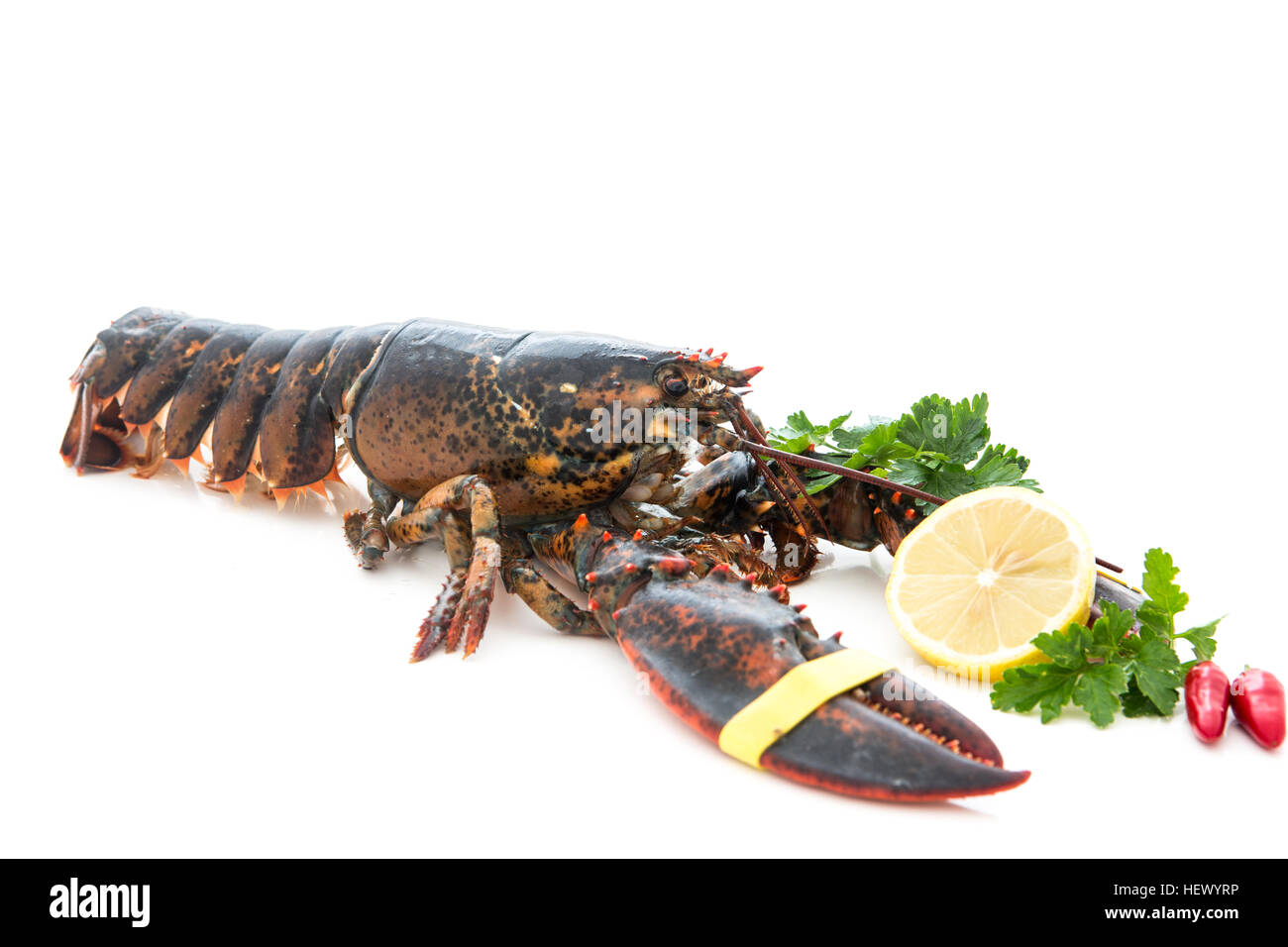 Molto buone e fresche astice , homarus gammarus, della costa atlantica isolato con sfondo bianco Foto Stock