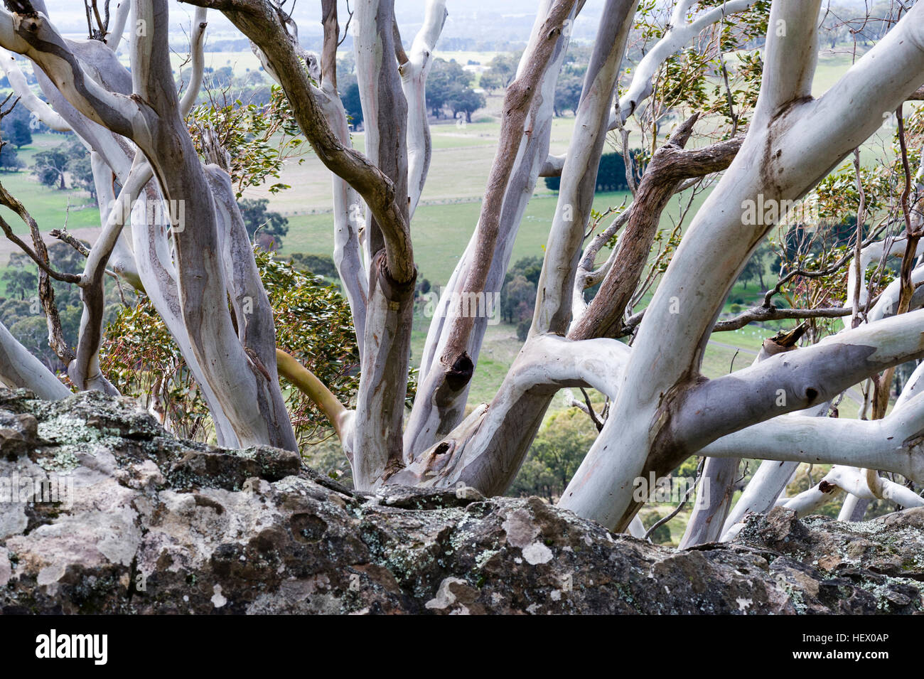 La lucida liscia tronchi di una gomma di neve, Eucalyptus pauciflora, su una cima. Foto Stock