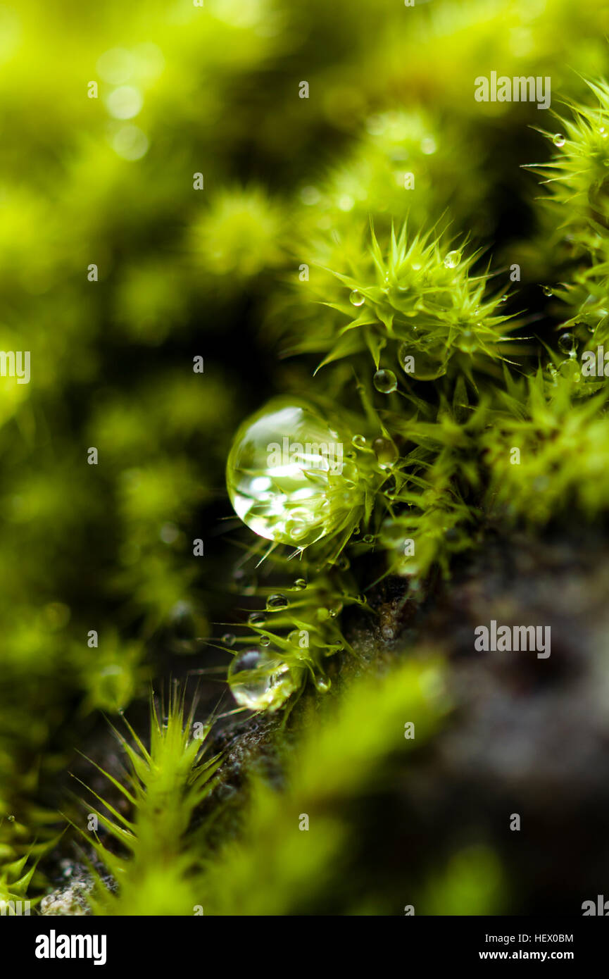 Una goccia di rugiada appesa la punta di una colonia di moss moquette un masso. Foto Stock