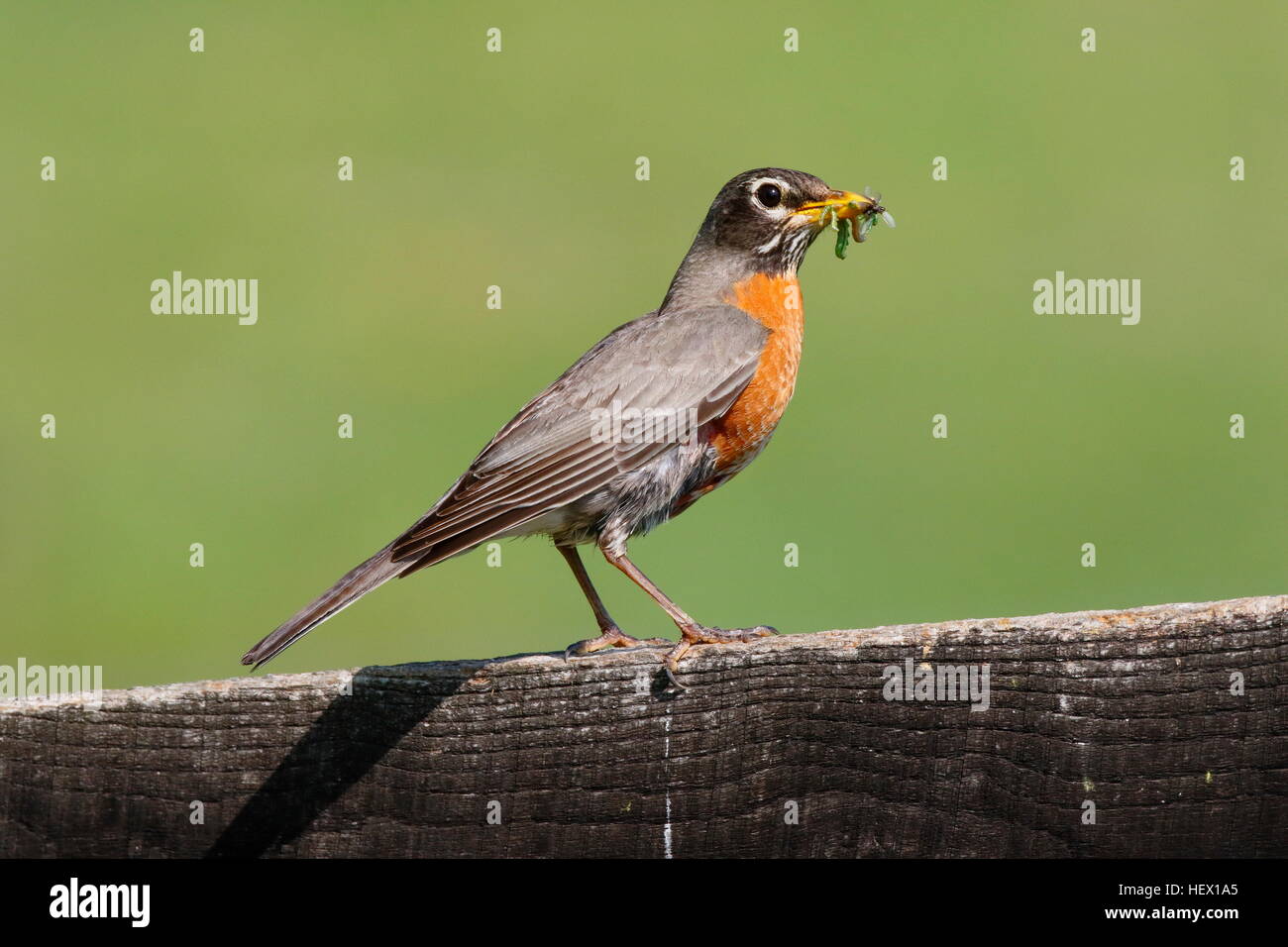 Un annidamento American robin, Turdus migratorius, con la presenza di insetti nel suo becco. Foto Stock