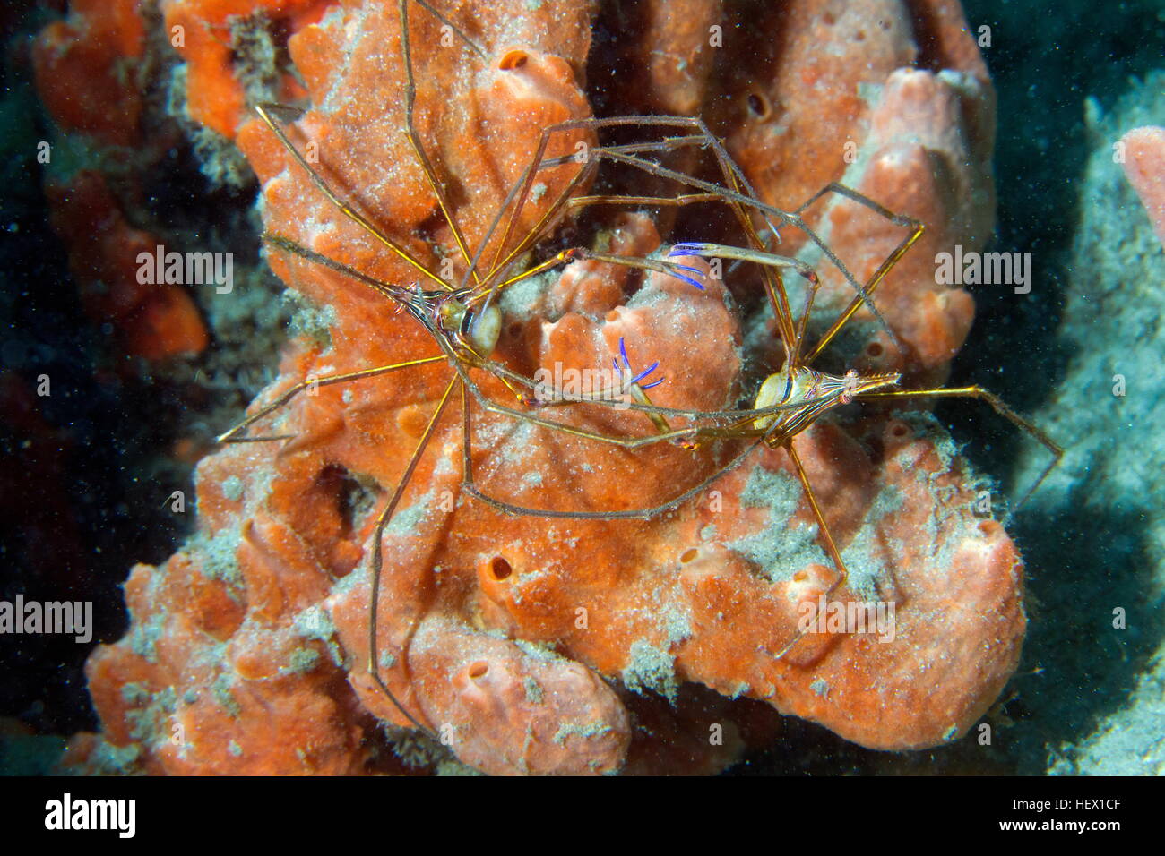 Una coppia di granchi freccia, Stenorhynchus seticornis, nella loro tana. Foto Stock