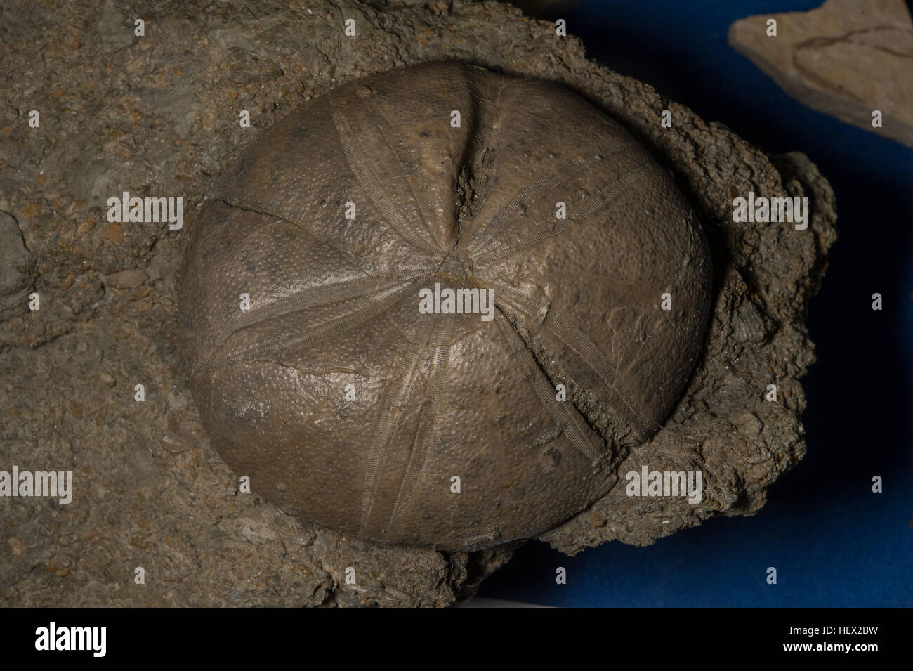 Echinoid fossili, Clypeus ploti, Giurassico, Bajocano, Francia Foto Stock