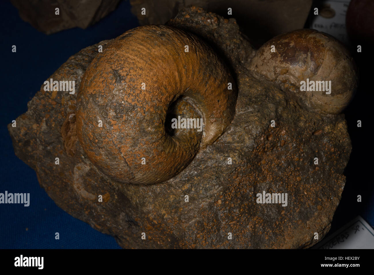 Fossile di cefalopodi, Labyrinthoceras sp., Giurassico, Bajociano, Marocco, Africa Foto Stock