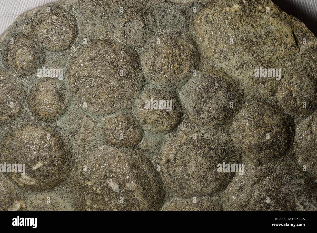 Organismo fossile, Nemiana simplex, Ediacaran, Kamenez-Podolskiy, Ukraina Foto Stock