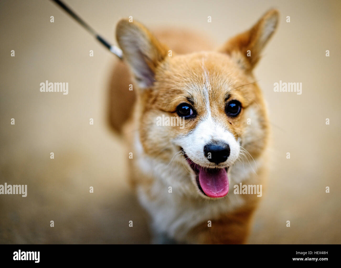 Welsh Corgi Pembroke cane spuntavano lingua Foto Stock