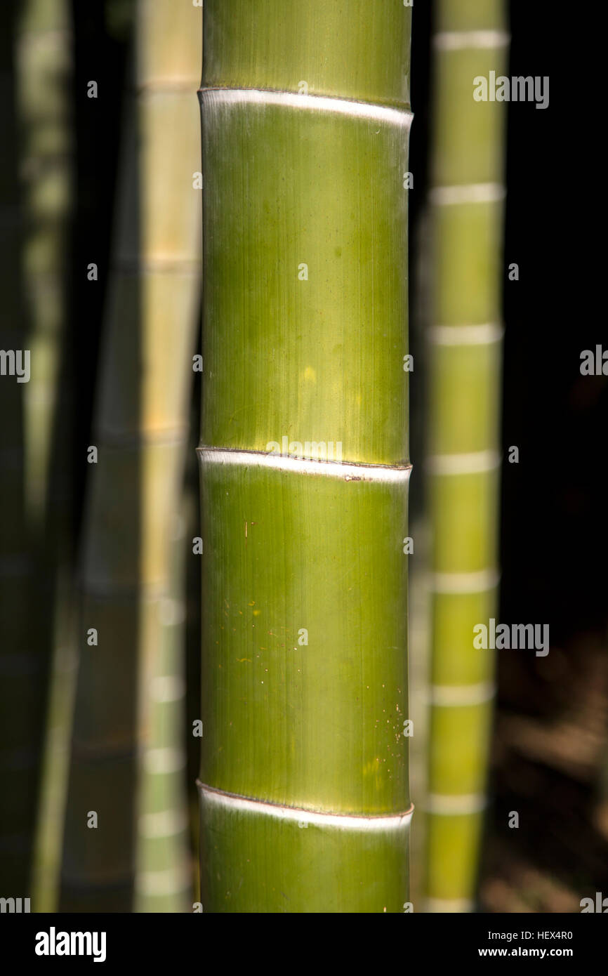 Primo piano dettaglio del verde di alberi di bamboo Foto Stock