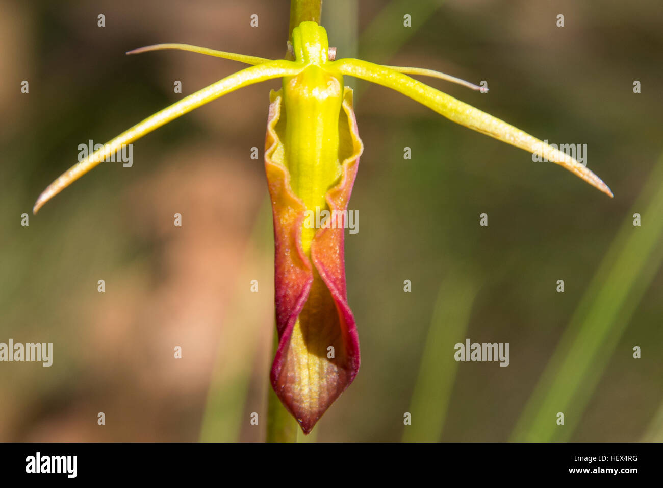 Cryptostylis subulata, linguetta grande Orchid in Baluk Willam Flora Riserva, Belgrave Sud, Victoria, Australia Foto Stock