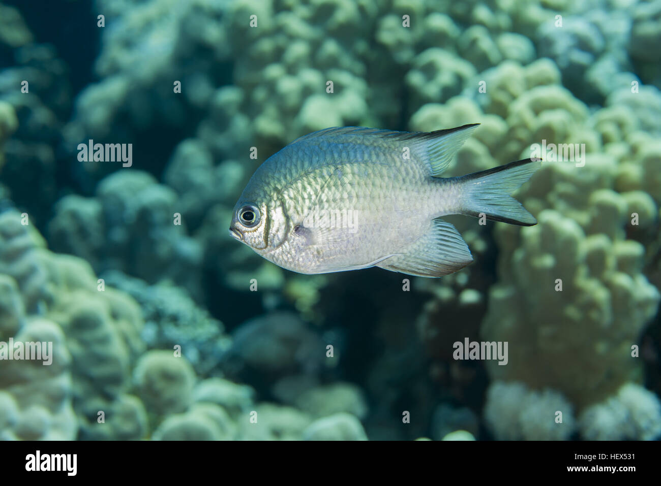 Maldive castagnole o pallidi castagnole (Amblyglyphidodon indicus) galleggia su uno sfondo di una barriera corallina, Mar Rosso, Egitto Foto Stock