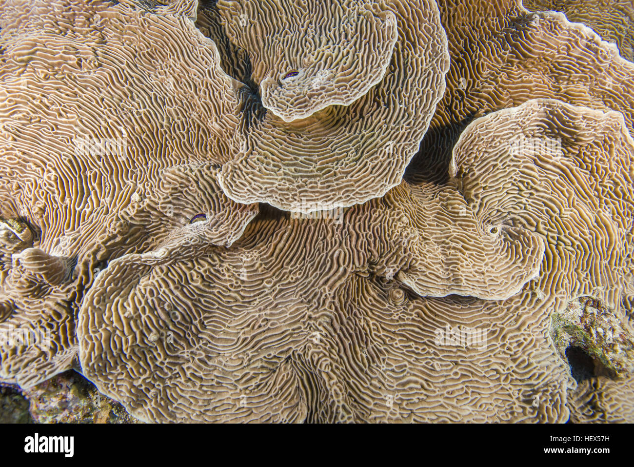 Serpente corallo (Pachyseris speciosa) Mar Rosso, Egitto Foto Stock