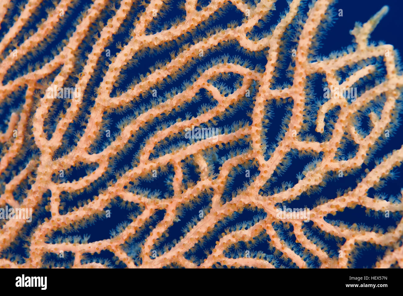 Close-up - soft coral giganti di mare o di ventola di gorgonie fan corallo (Subergorgia mollis) Mare Rosso, Sharm El Sheikh, Sinai, Egitto Foto Stock