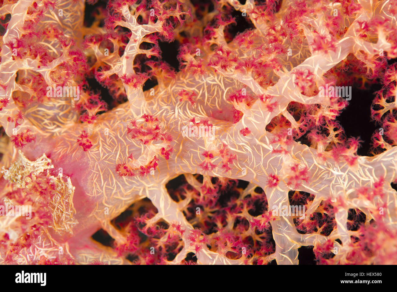 Close-up - soft coral (Dendronephthya hemprichi) Mare Rosso, Sharm El Sheikh, Sinai, Egitto Foto Stock