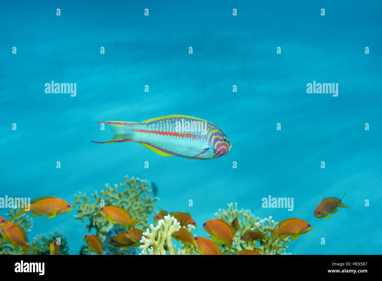 Klunzinger's wrasse o Rueppells wrasse (Thalassoma rueppellii) nuota vicino alla barriera corallina, Mar Rosso, Sharm El Sheikh, Sinai, Egitto Foto Stock