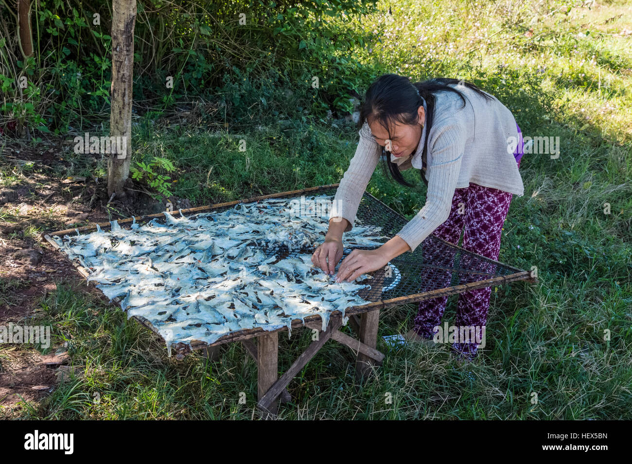 Aria di essiccazione pesce al Lago Nam Ngum Foto Stock