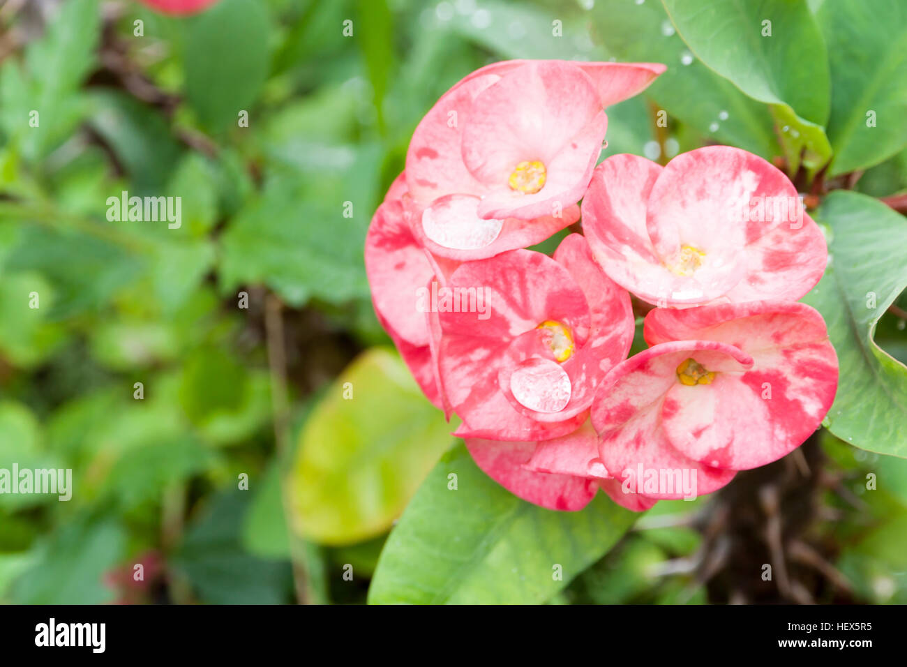 La corona di spine o Cristo Thorn fiore. (Euphorbia milli) colore rosa su blur foglia verde dello sfondo. Foto Stock