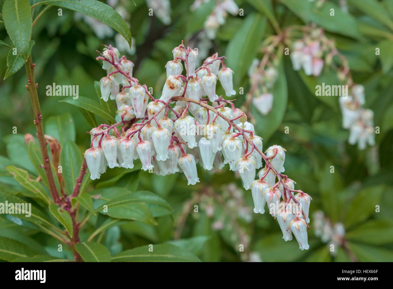 Un Sarcococca (il giglio della valle arbusto) fiorisce in primavera con fiori di colore bianco, rosso gambi e foglie verdi. Foto Stock