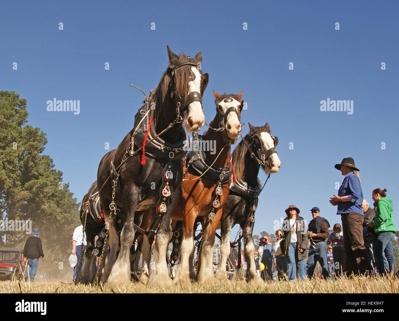 Il Clydesdale è una razza di cavalli da tiro proveniente da Clydesdale, in Scozia, nota per le sue grandi dimensioni e il cappotto di baia con segni bianchi sabino. Inizialmente utilizzato per l'agricoltura e il trasporto, rimane una razza attiva. I Budweiser Clydesdales sono rappresentanti notevoli, e la razza è anche utilizzata dalla British Household Cavalry come cavalli di tamburo. Foto Stock