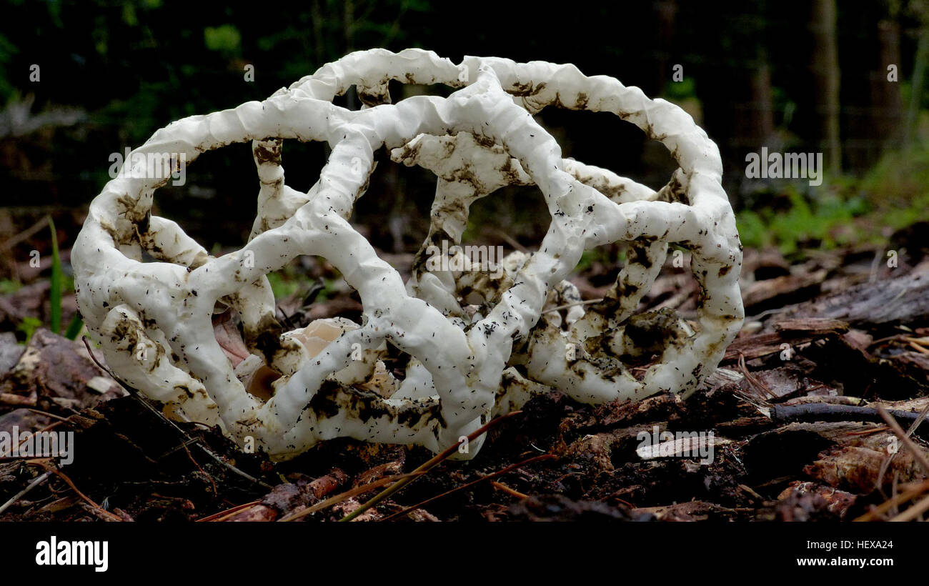 L'Ileodictyon cibarium, comunemente noto come fungo cesto o fungo cesto bianco, è una specie saprobica diffusa in nuova Zelanda. Il suo corpo fruttato, simile a una palla rotonda o ovale, è noto per il suo odore sgradevole quando matura. Foto Stock