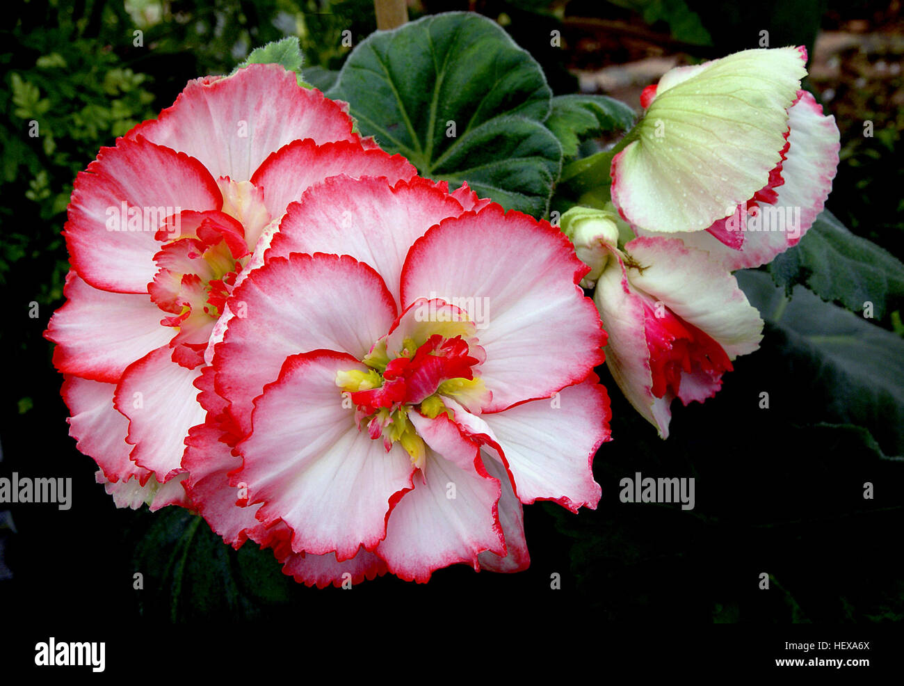 Le begonie sono una famiglia popolare di piante conosciute per i loro bellissimi fiori e il fogliame ornamentale. Sono comunemente coltivate come piante da casa e piante all'aperto. Le varietà variano dai tipi di fioritura a quelli apprezzati per il loro fogliame unico. Foto Stock