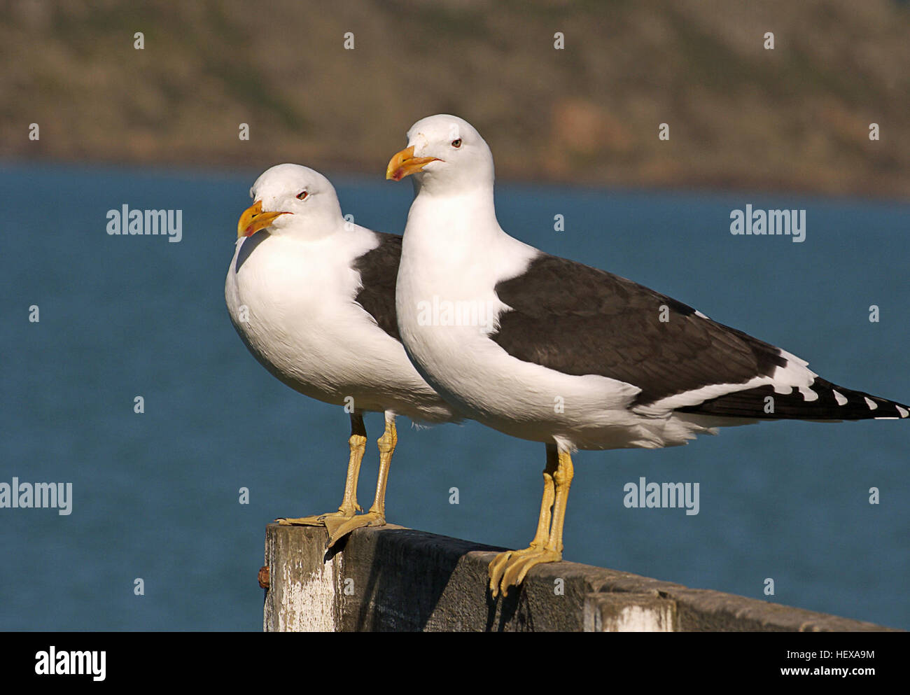 I gabbiani dalla dorsale nera (*Larus dominicanus*) sono grandi uccelli marini che si trovano nelle regioni costiere dall'Antartide ai subtropici. Sono le più grandi specie di gabbiano in nuova Zelanda, comunemente viste intorno agli ambienti costieri e interni. Foto Stock