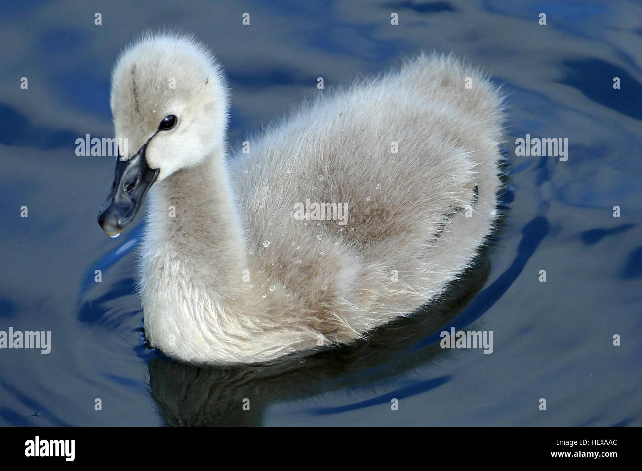 I cigni piccoli, chiamati cignetti, sono caratterizzati dalle loro dimensioni più piccole e dalle piume grigie, che li distinguono dai cigni adulti. Questo termine, derivato dalla parola latina "cygnus", riflette le loro prime fasi di sviluppo. Foto Stock