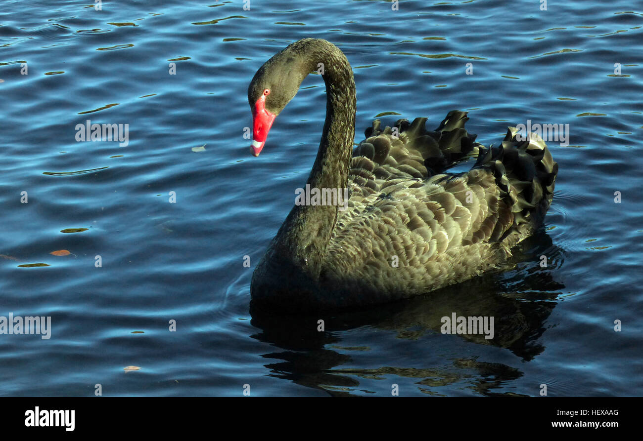 Il cigno nero (Cygnus atratus) è un grande waterbird, una specie di cigno, che genera principalmente nel sud-est e sud-ovest delle regioni dell'Australia. La specie è stata oggetto di atti di caccia di estinzione in Nuova Zelanda,[citazione necessaria]ma poi reintrodotta. In Australia sono nomadi irregolare con modelli di migrazione dipende da condizioni climatiche. Cigni neri sono grandi uccelli con soprattutto piumaggio nero e fatture rosso. Essi sono monogami gli allevatori che condividono i dazi di incubazione e cygnet allevamento tra i sessi. Foto Stock