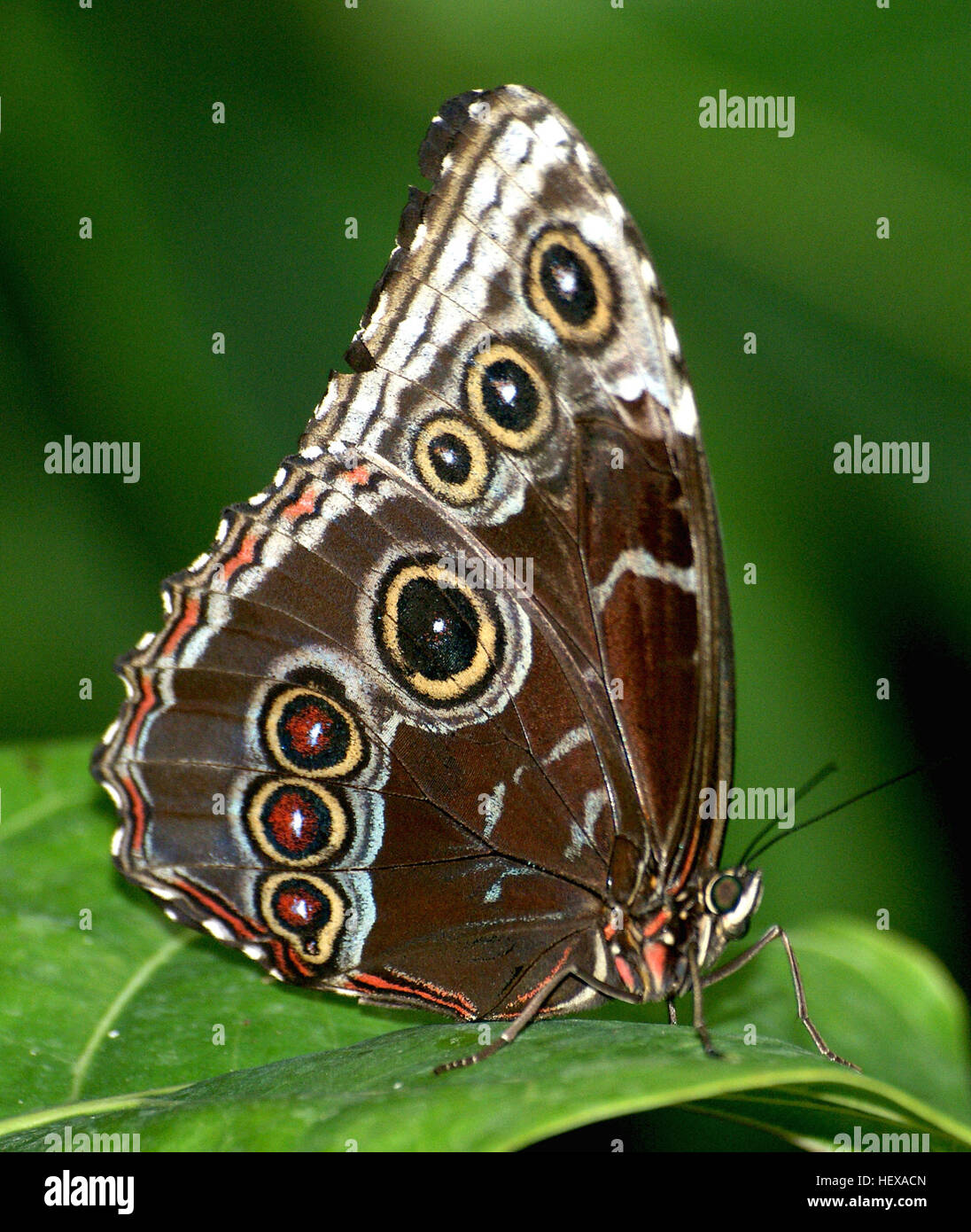 Appropr iat Blue morpho,farfalle,Butterfly House,fiore,Lepidoptera,natura,butterfly,farfalla sulla foglia,flickr le migliori creature,insetti,macro Foto Stock