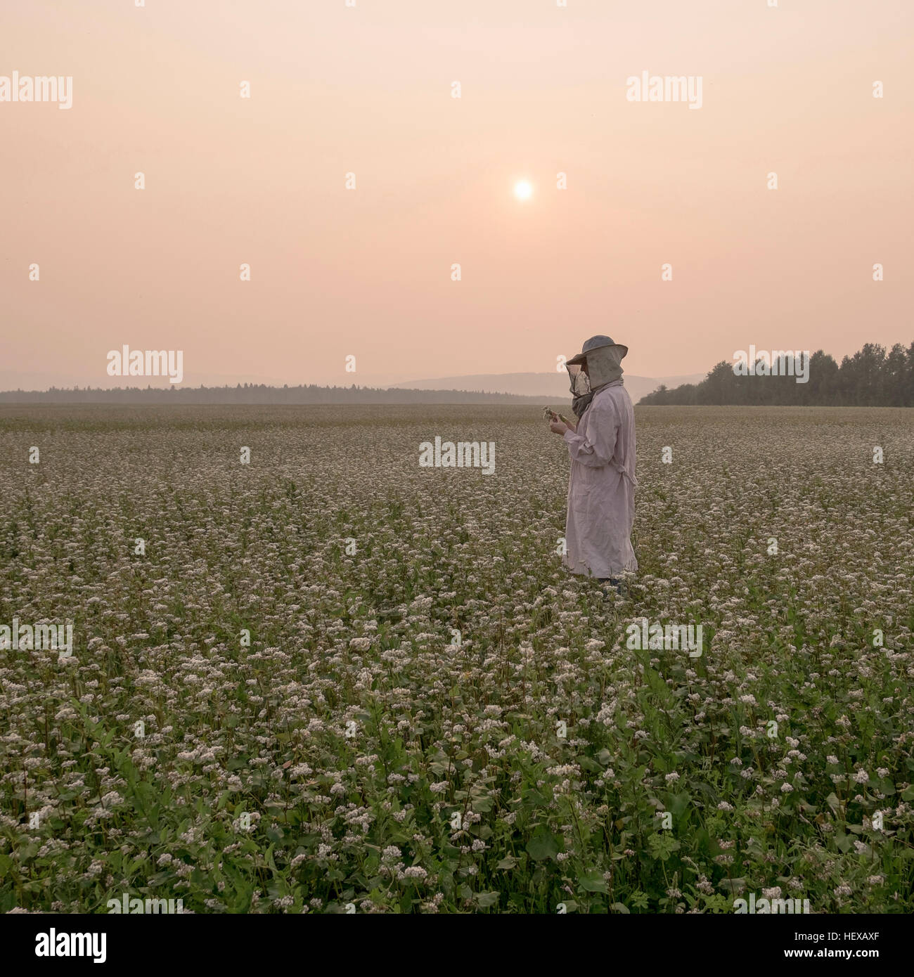 Apicoltore femmina impianto di ispezione in campo dei fiori al tramonto, Ural, Russia Foto Stock