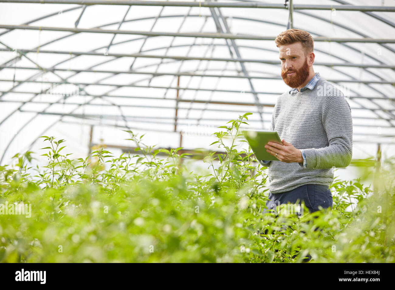 Uomo in polytunnel utilizzando tavoletta digitale Foto Stock