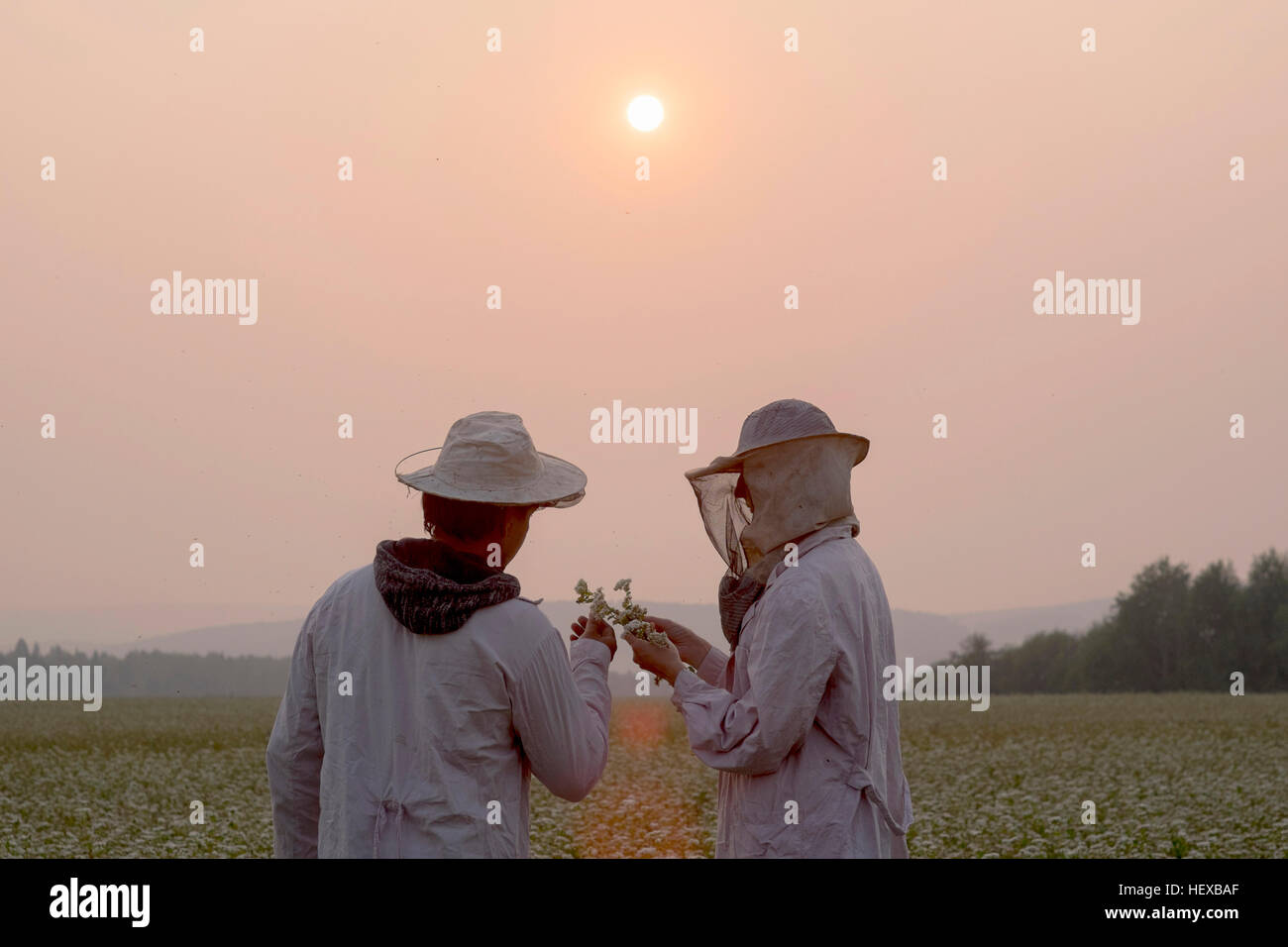 Maschio e femmina di apicoltori impianto di ispezione in campo dei fiori al tramonto, Ural, Russia Foto Stock