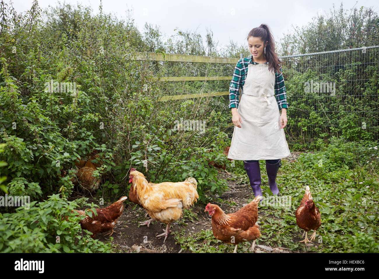 Donna che indossa il grembiule sulla fattoria di pollo Foto Stock