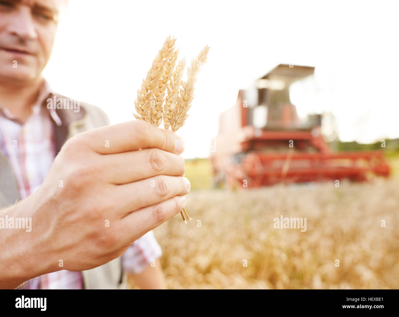Imprenditore nel campo di grano azienda chicco di grano Foto Stock