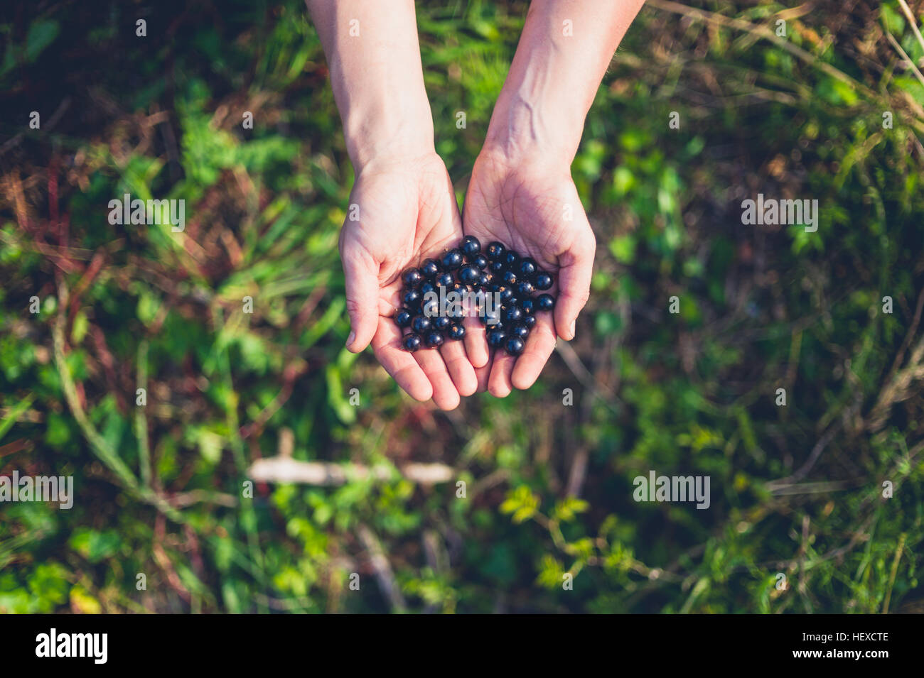 Giovani efmale mani con il ribes nero all'aperto Foto Stock