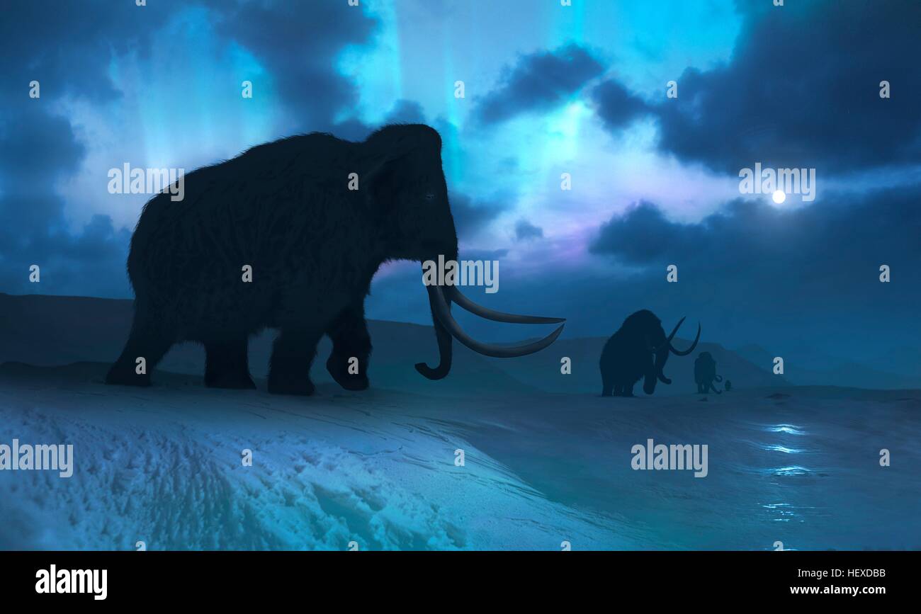 Illustrazione del mammut lanosi (Mammuthus primigenius), o la tundra mammoth. Questo animale ha vissuto durante il Pleistocene epoch e nell'inizio Olocene, e come tali hanno convissuto con gli esseri umani. Era circa la stessa dimensione di un moderno dell' elefante africano. Coperto di capelli spessi, si è ben adattato all'ambiente freddo in cui è vissuto - nel Nord America, Europa e Asia. Nel cielo, l'aurora boreale può essere visto dietro le nuvole. Foto Stock