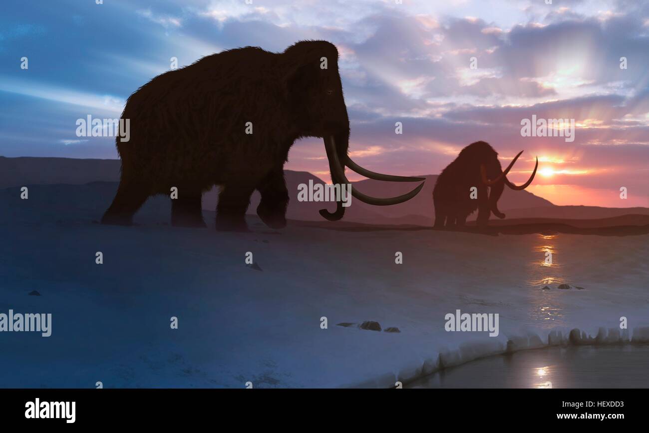 Illustrazione del mammut lanosi (Mammuthus primigenius), o la tundra mammoth. Questo animale ha vissuto durante il Pleistocene epoch e nell'inizio Olocene, e come tali hanno convissuto con gli esseri umani. Era circa la stessa dimensione di un moderno dell' elefante africano. Coperto di capelli spessi, si è ben adattato all'ambiente freddo in cui è vissuto - nel Nord America, Europa e Asia. Foto Stock
