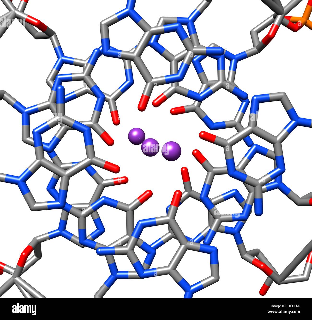 La struttura cristallina di quadruplexes parallelo da umano telomeric DNA,rappresentazione molecolare.Telomeric estremità dei cromosomi,che comprendono non codificante le sequenze di ripetizione della guanina-DNA ricca,sono fondamentali per proteggere la cella dalla degradazione di ricombinazione.interruzioni di manutenzione telomere conduce a Foto Stock