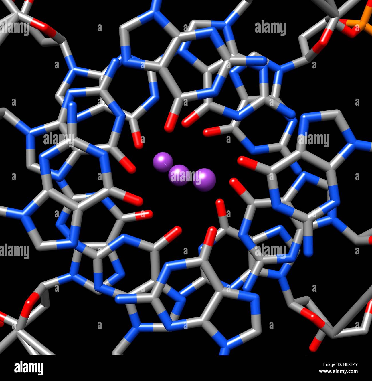 La struttura cristallina di quadruplexes parallelo da umano telomeric DNA,rappresentazione molecolare.Telomeric estremità dei cromosomi,che comprendono non codificante le sequenze di ripetizione della guanina-DNA ricca,sono fondamentali per proteggere la cella dalla degradazione di ricombinazione.interruzioni di manutenzione telomere conduce a Foto Stock