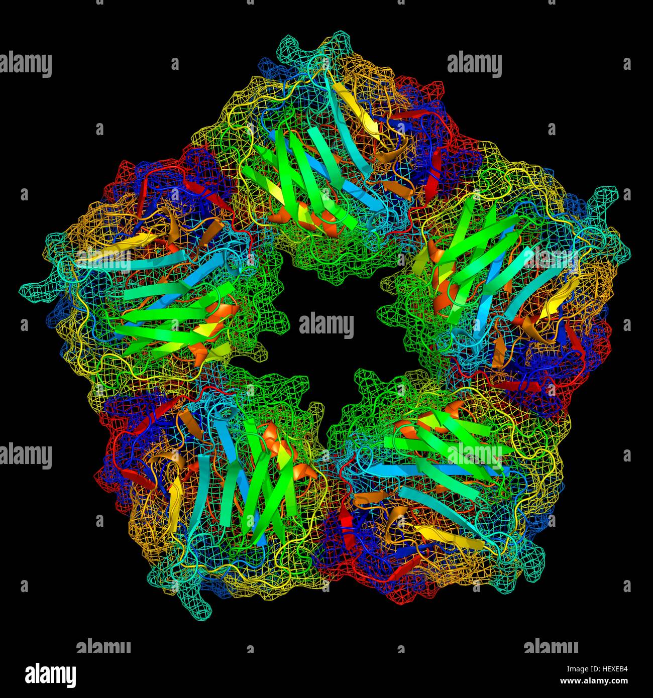 La proteina C reattiva,modello molecolare.La proteina è composta di cinque sub-unità (monomeri) disposti in corona.La struttura secondaria della proteina è mostrato,con foglietti beta (frecce) eliche alfa (spirali) collegato mediante il collegamento di regioni.la proteina C reattiva (CRP) è il plasma del sangue proteina prodotta dal fegato.It è proteina in fase acuta,uno in cui i livelli di crescita in risposta all'infiammazione.it assiste il legame di proteine del complemento alla politica estera o le cellule danneggiate,una risposta immunologica che distrugge le cellule bersaglio.livelli elevati nel sangue di CRP sono associati un aumentato rischio di malattia di cuore il diabete. Foto Stock