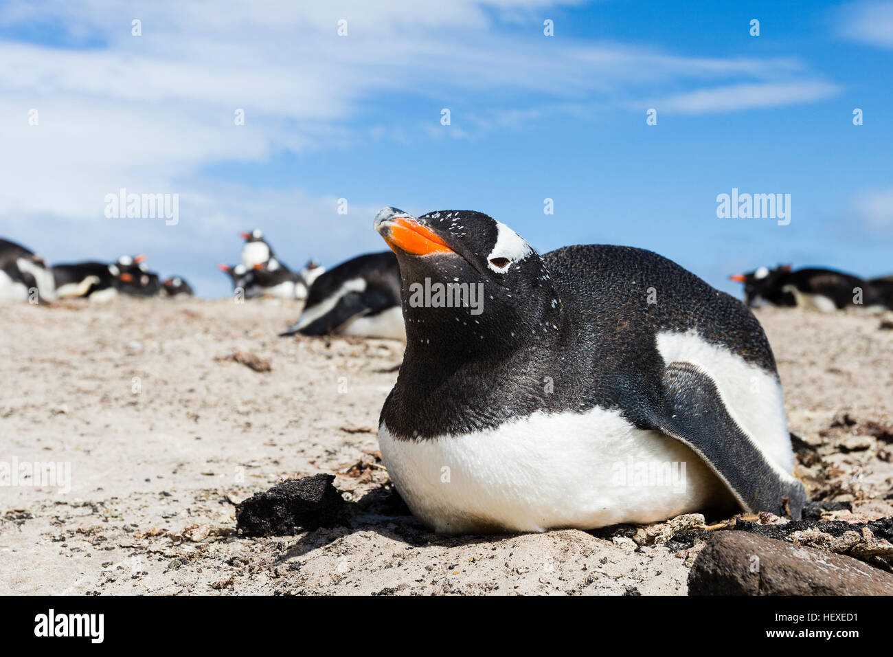 Pinguino Gentoo su Saunders Island nelle Falkland Foto Stock